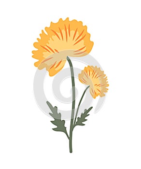 One yellow flower with leaves and a small bud on a long stem. Vector, botanical illustration of a dandelion, suitable