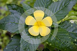 One yellow flower