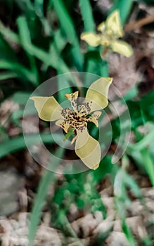 One yellow flower from the Trimezia fosteriana plant that blooms perfectly in the zoological garden.