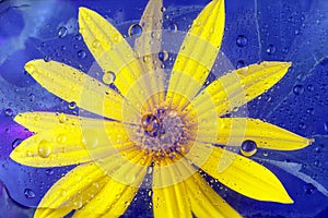 One yellow flower under glass with water drops. Abstract nature background. Floral pattern. Flat lay composition for your disign.