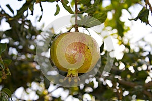 One yellow garnet hanging on a branch with green foliage. Ripe pomegranate grows on a tree. Close up