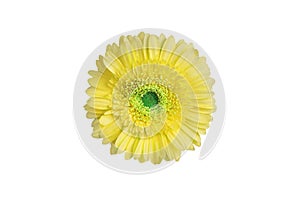 One yellow gerbera flower on white background isolated closeup, single orange gerber flower, daisy head top view, floral pattern
