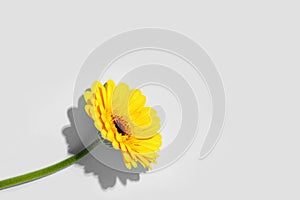 One yellow gerbera is refreshed by hard light on a gray background