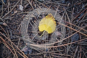 One yellow heart shaped leaf on ground. Contrast concept, autumn, loneliness, love concept.