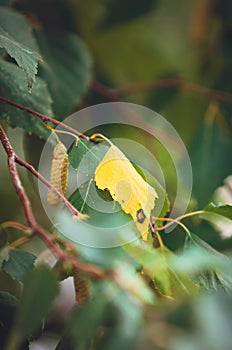 One yellow leaf among green ones on a birch tree. Close-up. Beautiful natural autumn background