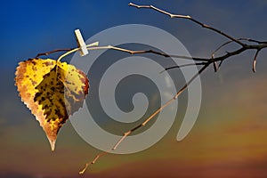 One yellow leaf hanging on tree with clothespins