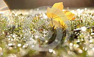 One yellow leaf standing up among sparkling and shinning grass close up