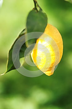 One yellow lemon on branch