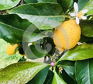 One yellow lemon on branch