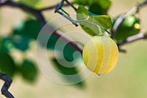 One yellow lemon on a tree
