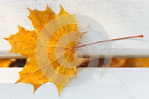 One yellow maple leaf on bench