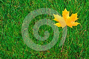 One yellow maple leaf on green grass