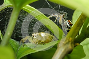 One yellow and one red jumping spider close up shot . Apparently playing hide and seek in the web