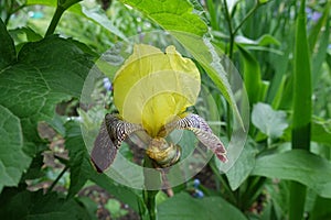 One yellow, purple and white flower of Iris germanica