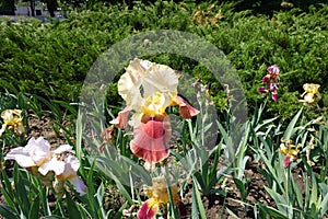 One yellow and red flower of iris