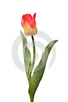 One yellow-red tulip flower isolated on white background. Still life, wedding