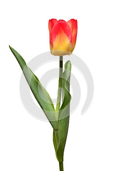 One yellow-red tulip flower isolated on white background. Still life, wedding