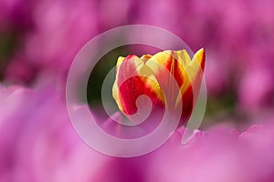 One yellow red tulip growing in a flower field with pink tulips in spring