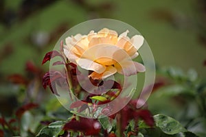 One yellow rose on green blured background