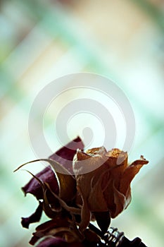 One yellow rose and two dried red ones