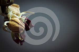 One yellow rose and two dried red ones