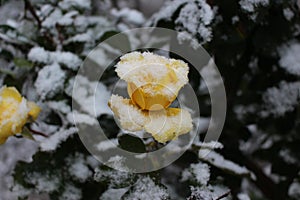 One yellow rose under snow