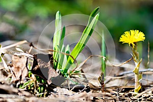 One yellow spring flower among withered grass