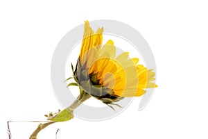 One yellow sunflower on white background