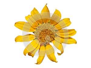 one yellow sunflower isolated white background blooming flowers