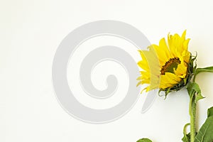 One yellow sunflower lie on a white background