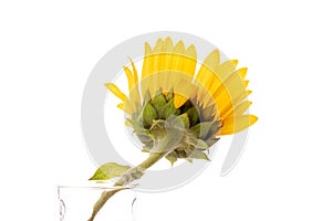 One yellow sunflower on white background