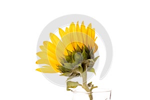 One yellow sunflower on white background