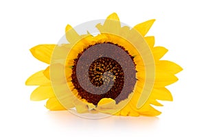 One yellow sunflower on white background