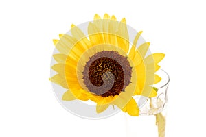 One yellow sunflower on white background