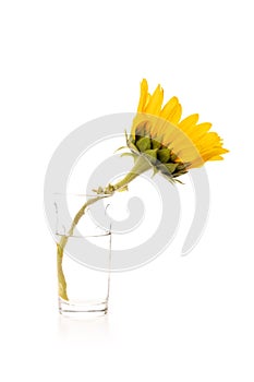 One yellow sunflower on white background