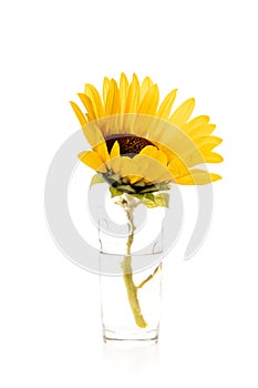 One yellow sunflower on white background