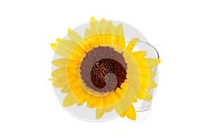 One yellow sunflower on white background