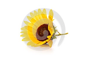 One yellow sunflower on white background