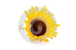 One yellow sunflower on white background