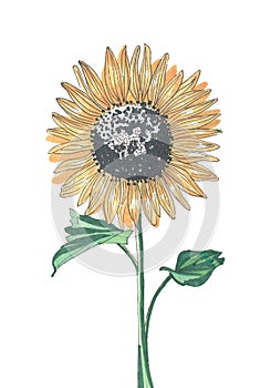 One yellow sunflower on a white background
