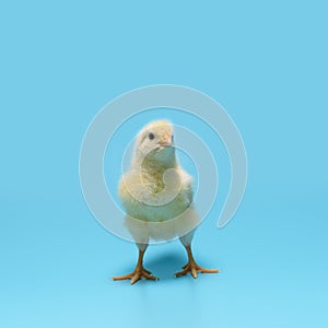 One yellow tiny pretty chick is standing on a blue background