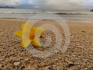 One Yellow Tropical Fower on the Sand
