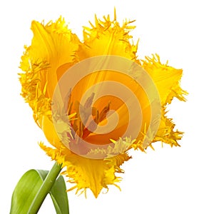 One yellow tulip