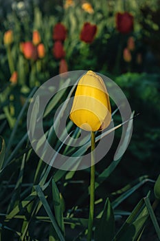 One yellow tulip on a blurry green background.