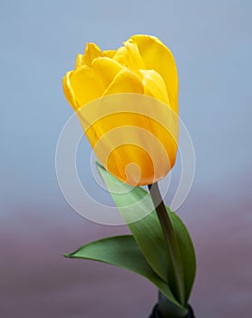 One yellow tulip