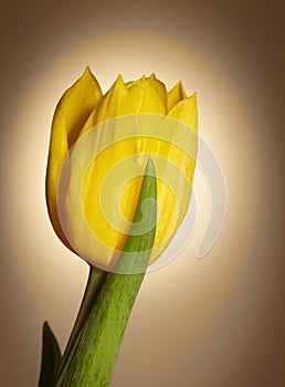 One Yellow Tulip Flower on a Plain Background with Glow