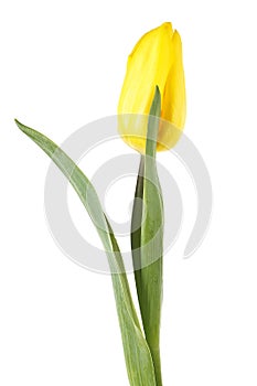 One yellow tulip isolated on white background