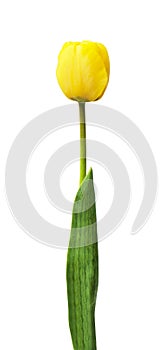 One yellow tulip isolated on white background.