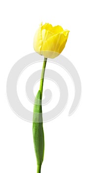 One yellow tulip isolated on white background.