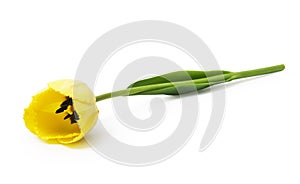 One yellow tulip isolated on white background.